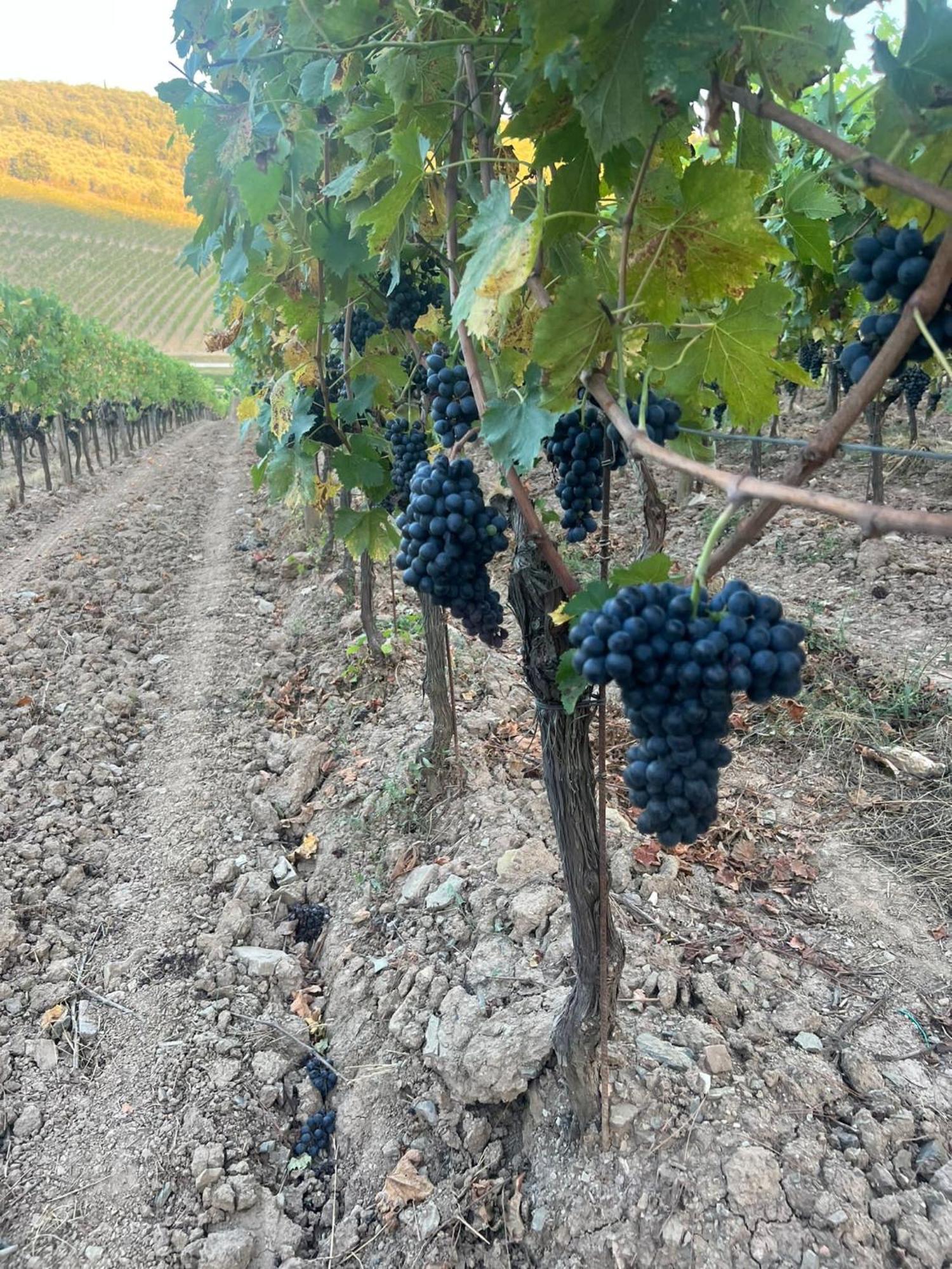 Locanda Podere Le Vigne Radda in Chianti Kültér fotó